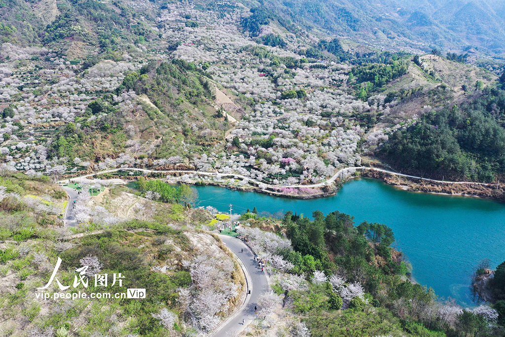 浙江嵊州：樱花绽放