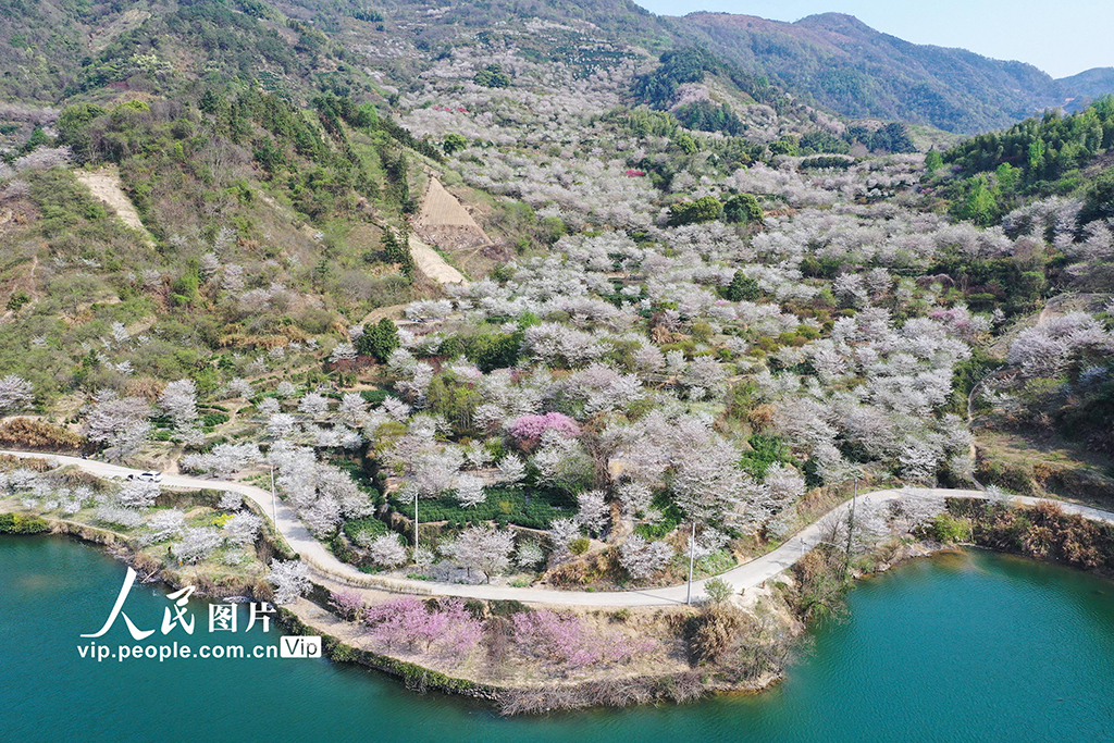 浙江嵊州：樱花绽放【2】