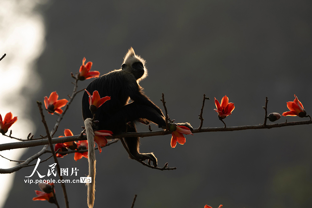 广西崇左：木棉花与白头叶猴相映成趣【4】