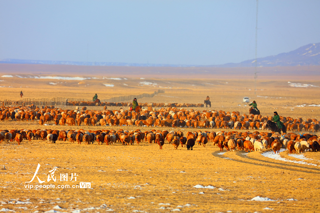 新疆阿勒泰：春季大转场开启【3】