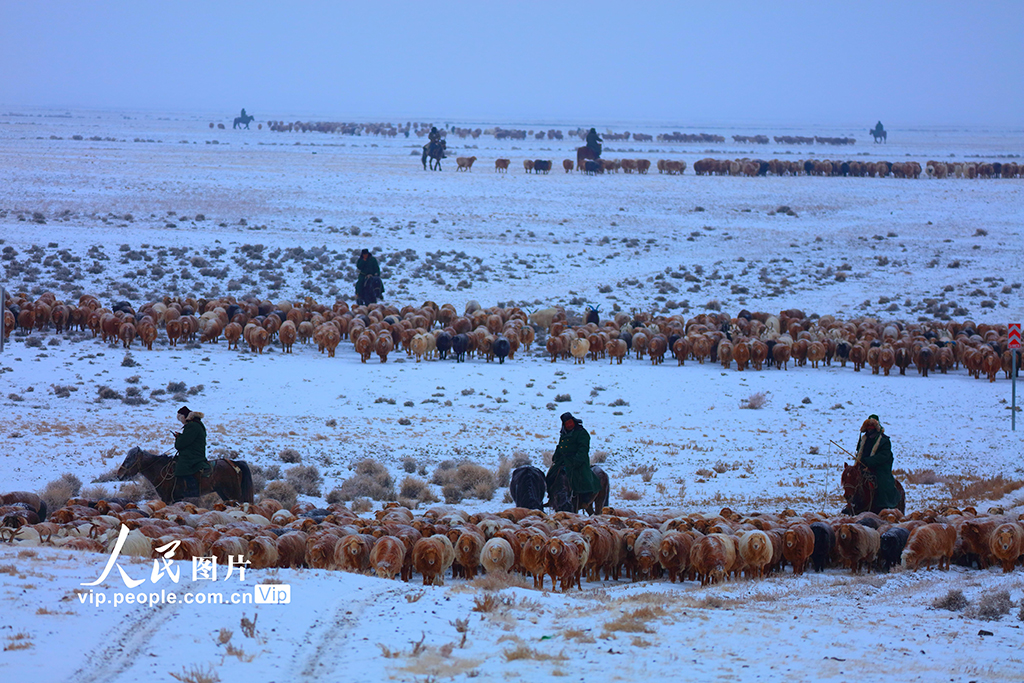 新疆阿勒泰：春季大转场开启【2】