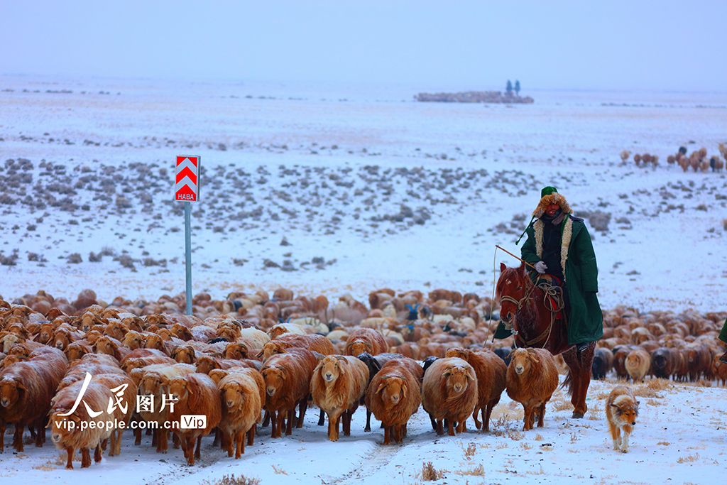 新疆阿勒泰：春季大转场开启【6】