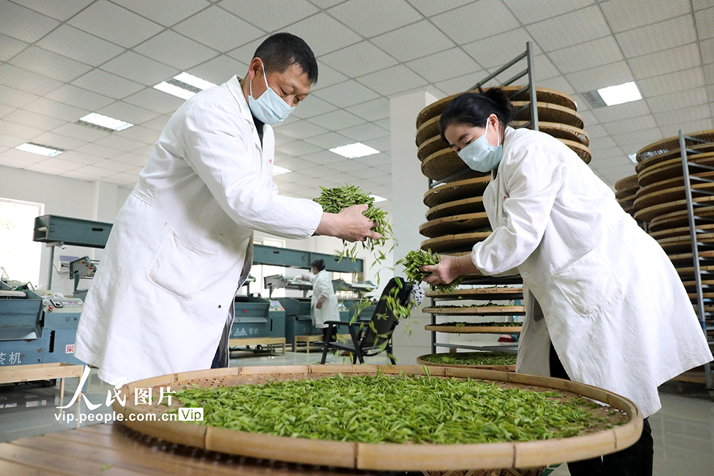 浙江桐庐：茶厂赶制明前茶【3】
