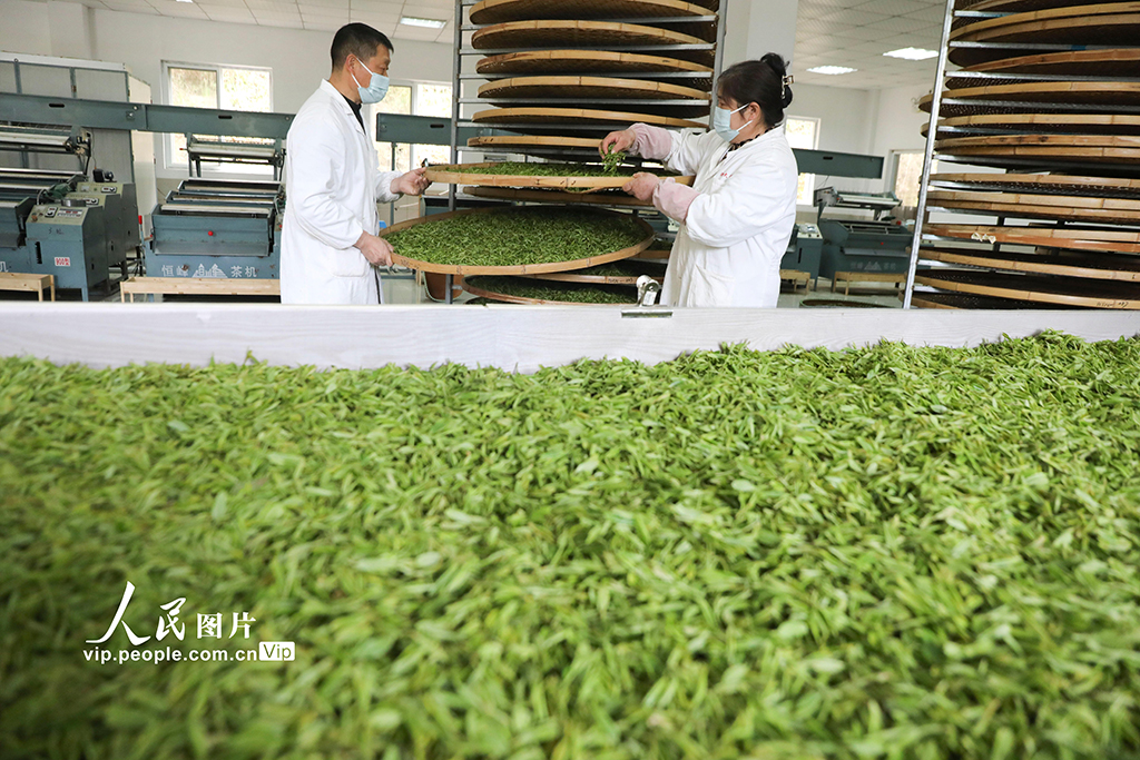 浙江桐庐：茶厂赶制明前茶【5】