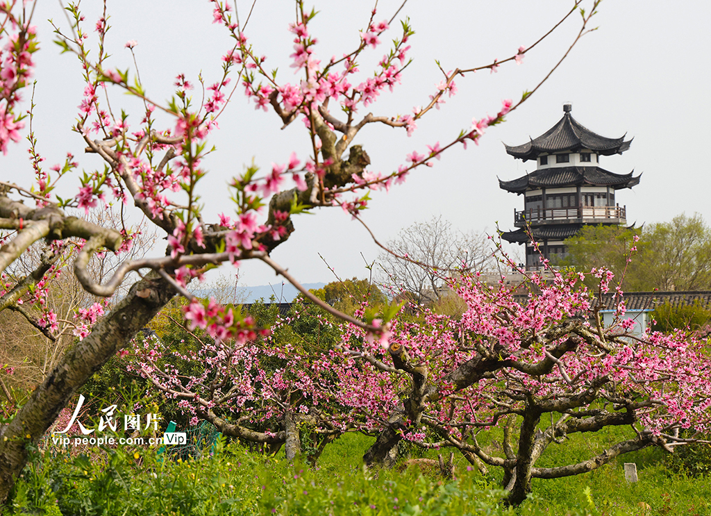 江苏苏州：太湖之滨春景如画