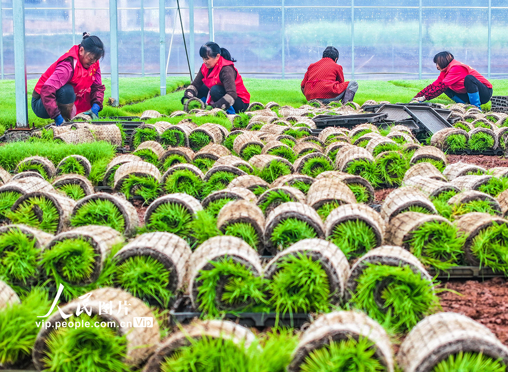 湖南道县:早稻插秧忙【4】