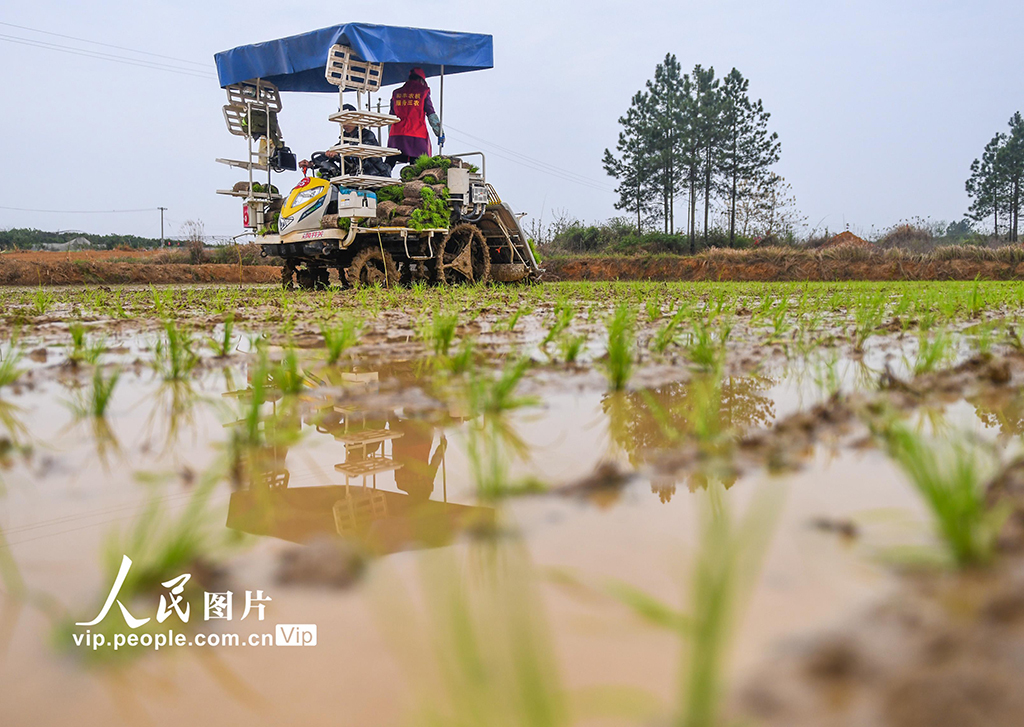 湖南道县:早稻插秧忙【5】