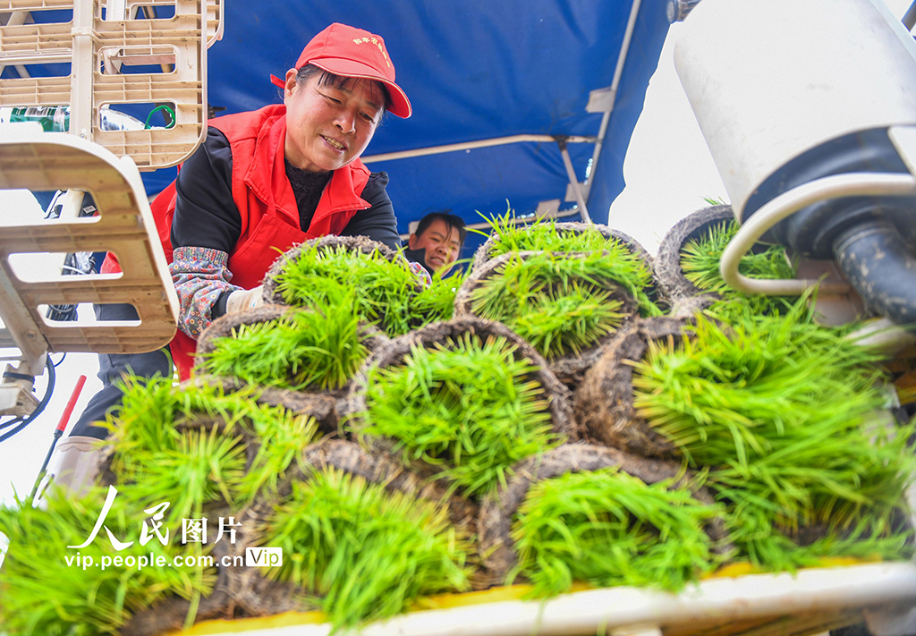 湖南道县:早稻插秧忙【6】