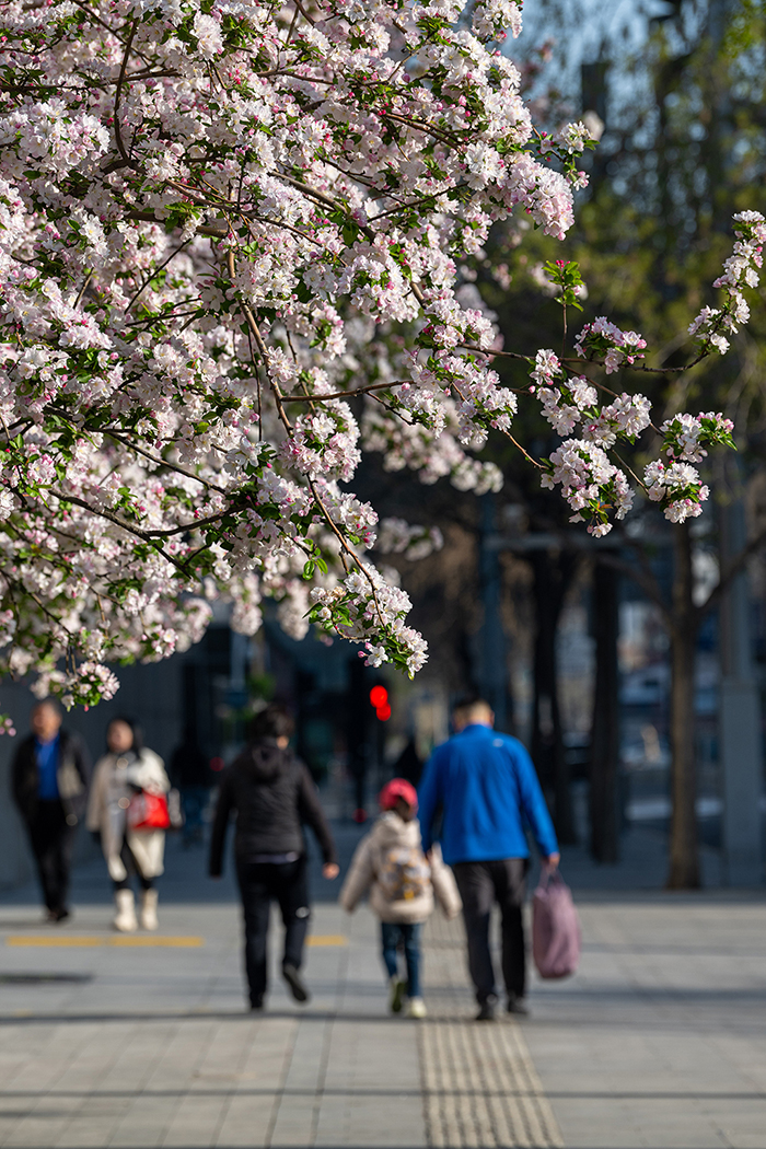 北京街头花开春意浓【4】
