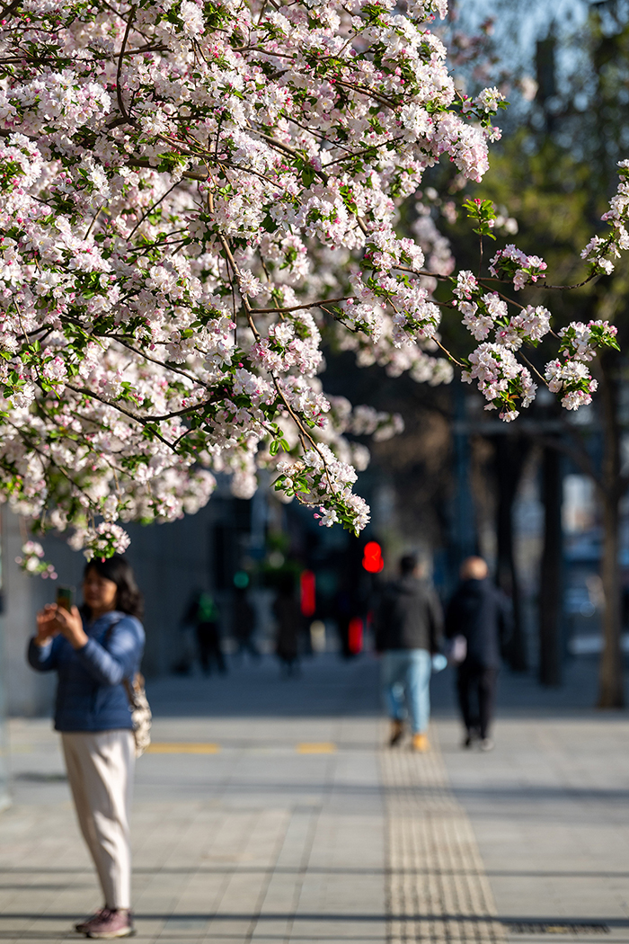北京街头花开春意浓【9】