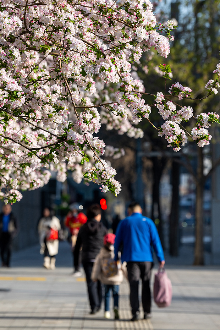 北京街头花开春意浓【10】