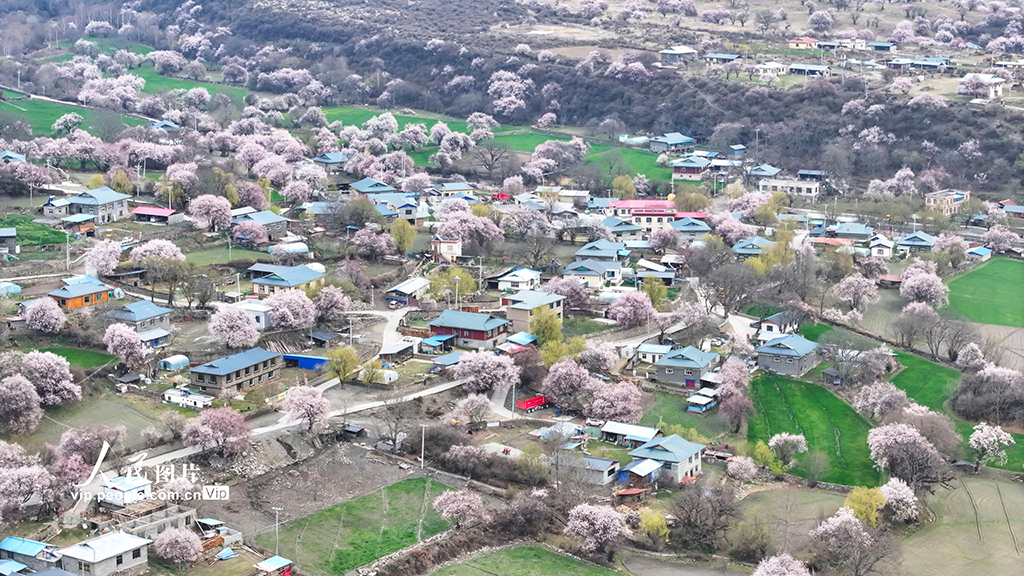 西藏林芝：桃花绽放迎客来
