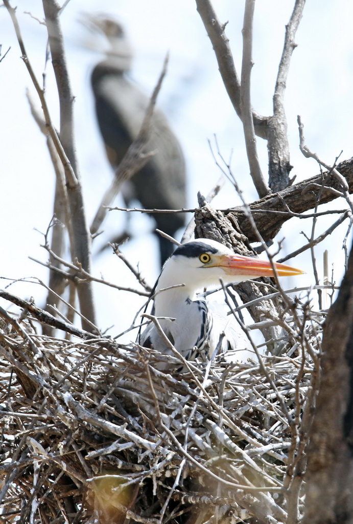 这是4月2日在密云水库鸟岛拍摄的苍鹭。