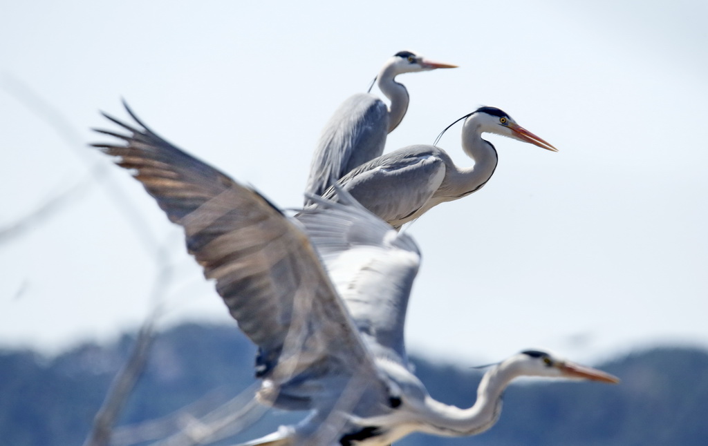 这是4月2日在密云水库鸟岛拍摄的苍鹭。