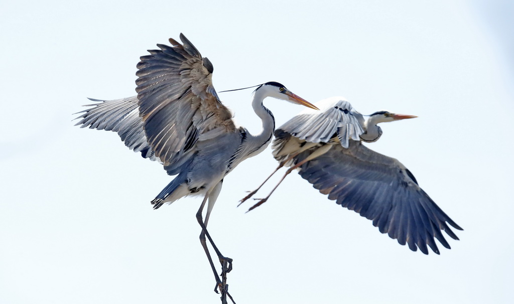 这是4月2日在密云水库鸟岛拍摄的苍鹭。