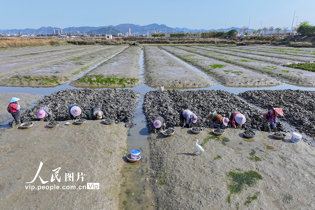 福建福清：千亩海蛏春收忙【4】