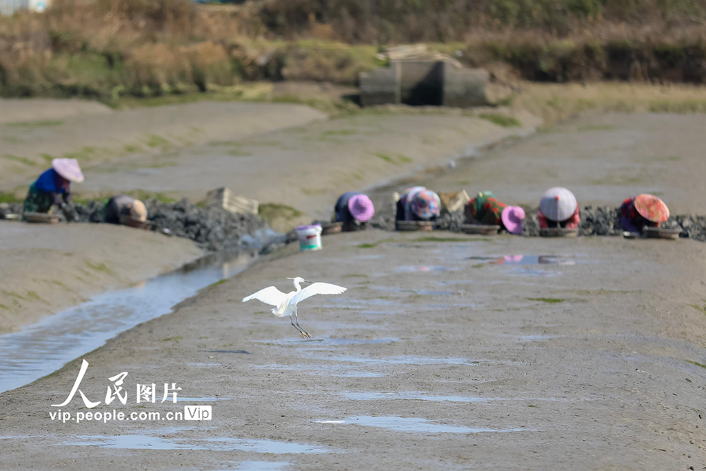 福建福清：千亩海蛏春收忙