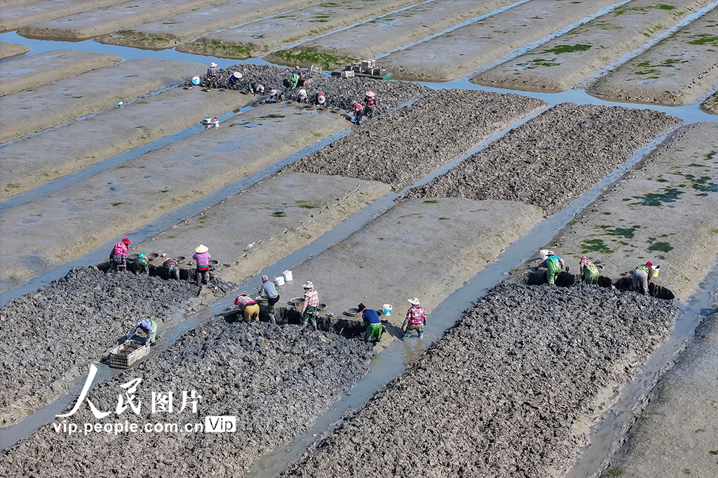 福建福清：千亩海蛏春收忙【2】