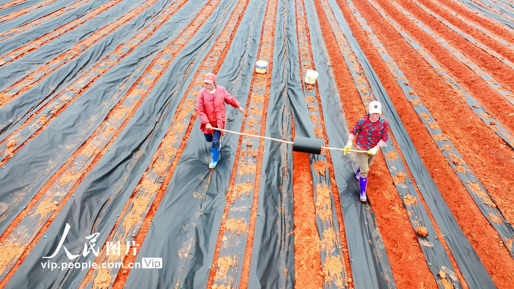 江西永丰：春种中药材【2】