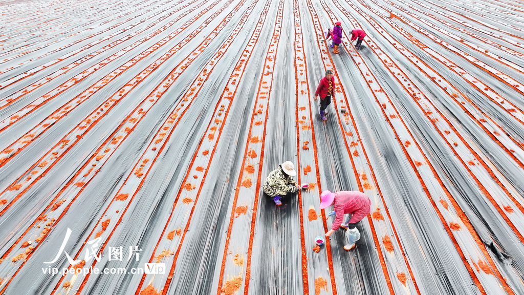 江西永丰：春种中药材【3】