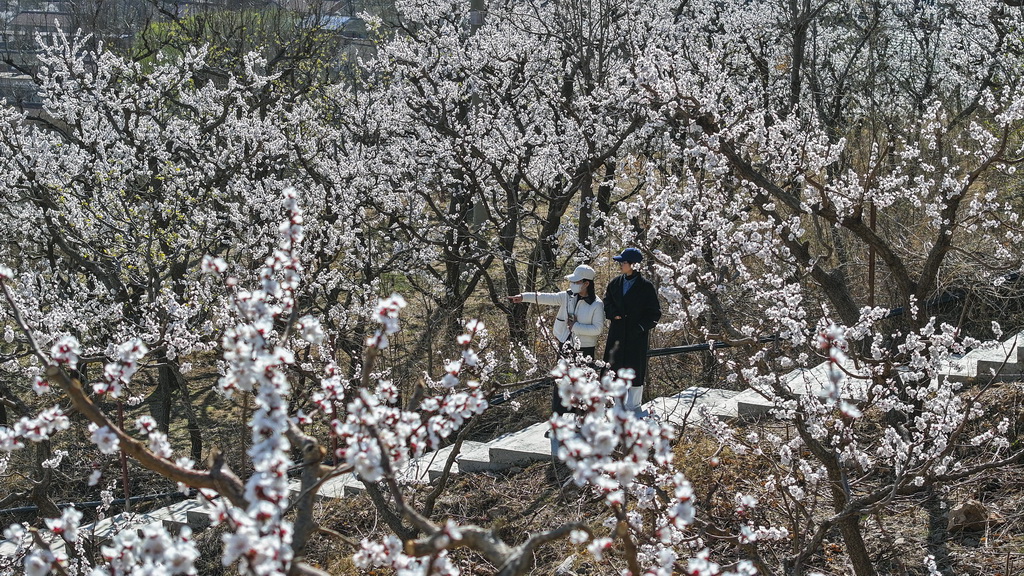 4月3日，游客在河北省遵化市南山常乐谷景区赏花游玩（无人机照片）。新华社发（刘满仓摄）
