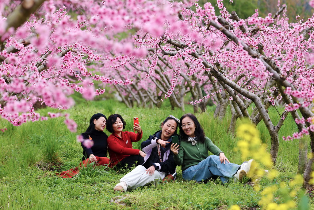 4月1日，游客在重庆市黔江区濯水镇乌杨社区黄桃基地赏花游玩。新华社发（杨敏摄）