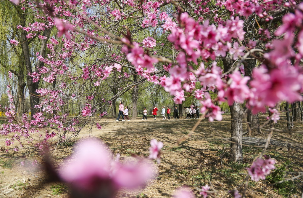 4月3日，游客在山东省东营市广饶县李鹊镇一公园踏青赏花。新华社发（刘云杰摄）