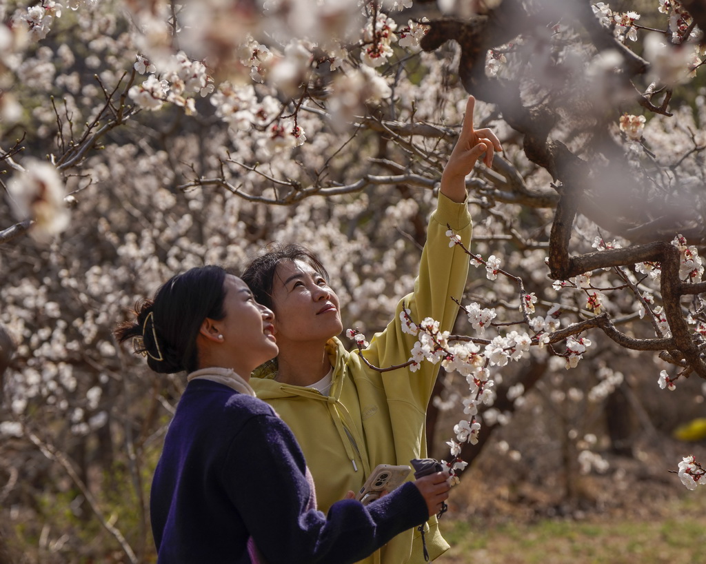 4月3日，游客在河北省遵化市南山常乐谷景区赏花游玩。新华社发（刘满仓摄）