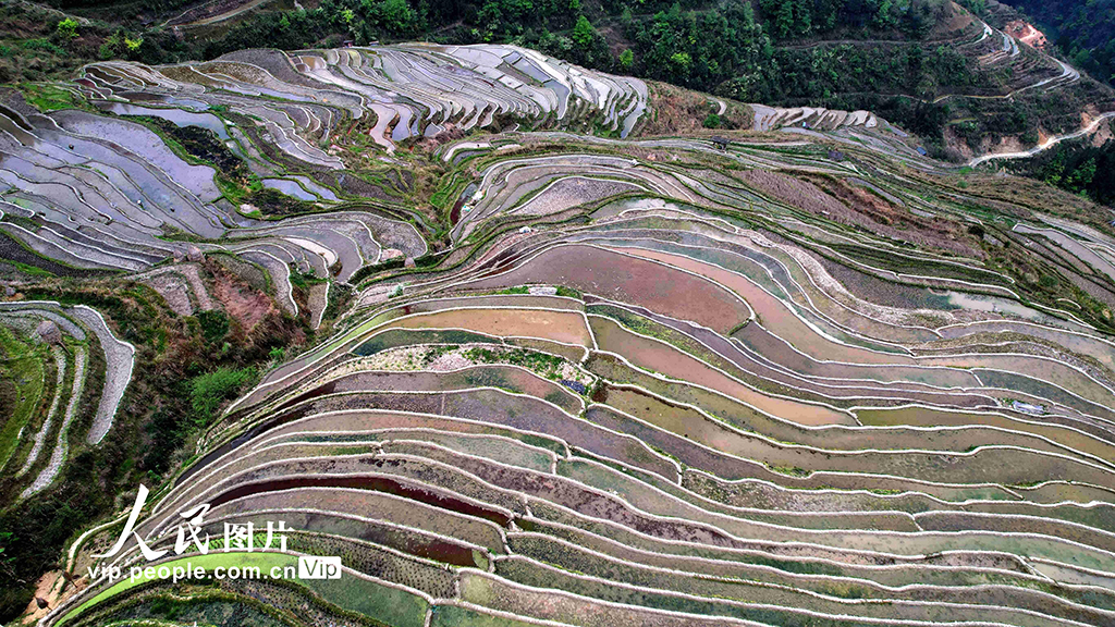 贵州从江：春日梯田美如画【4】