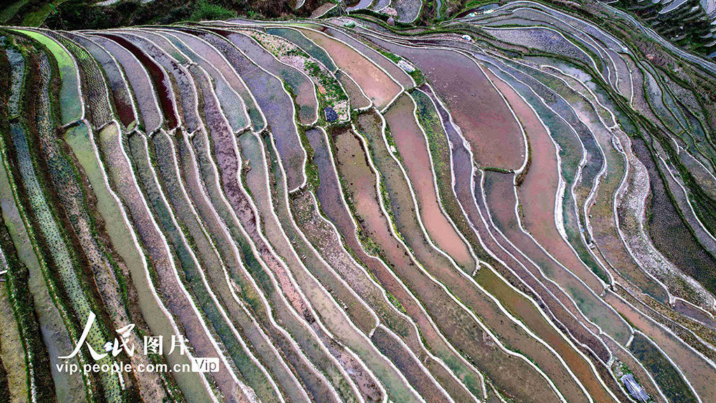 贵州从江：春日梯田美如画【3】