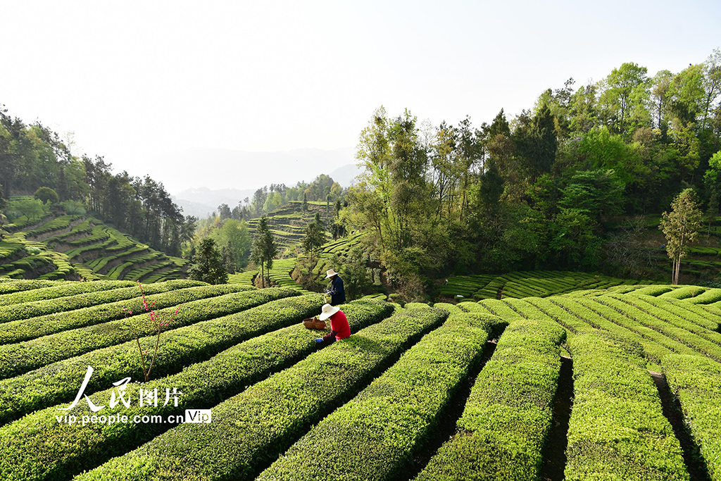 湖北秭归：清明时节茶飘香
