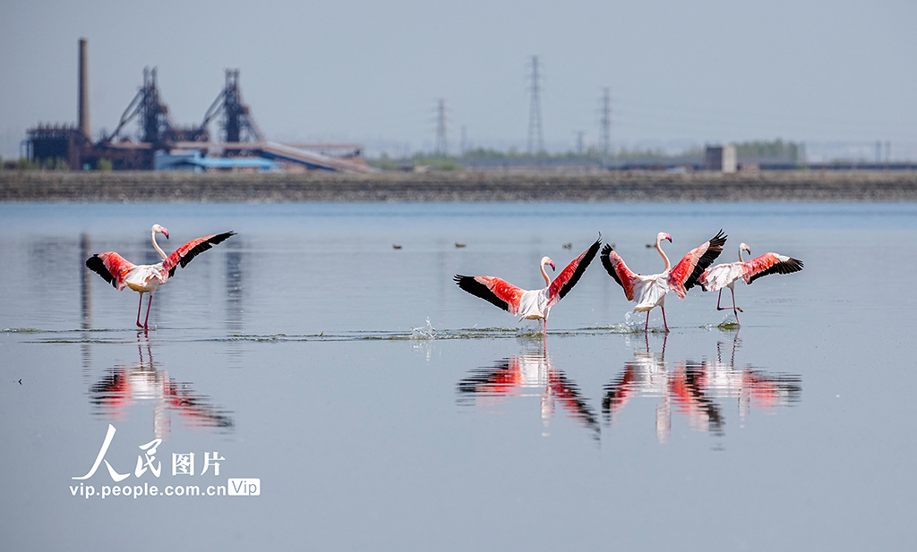 山西运城：盐湖湿地火烈鸟舞翩跹