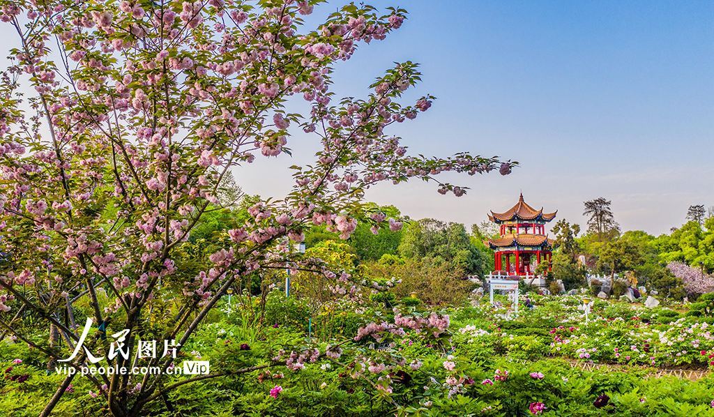 湖北武汉：东湖牡丹园花团锦簇引客来【2】
