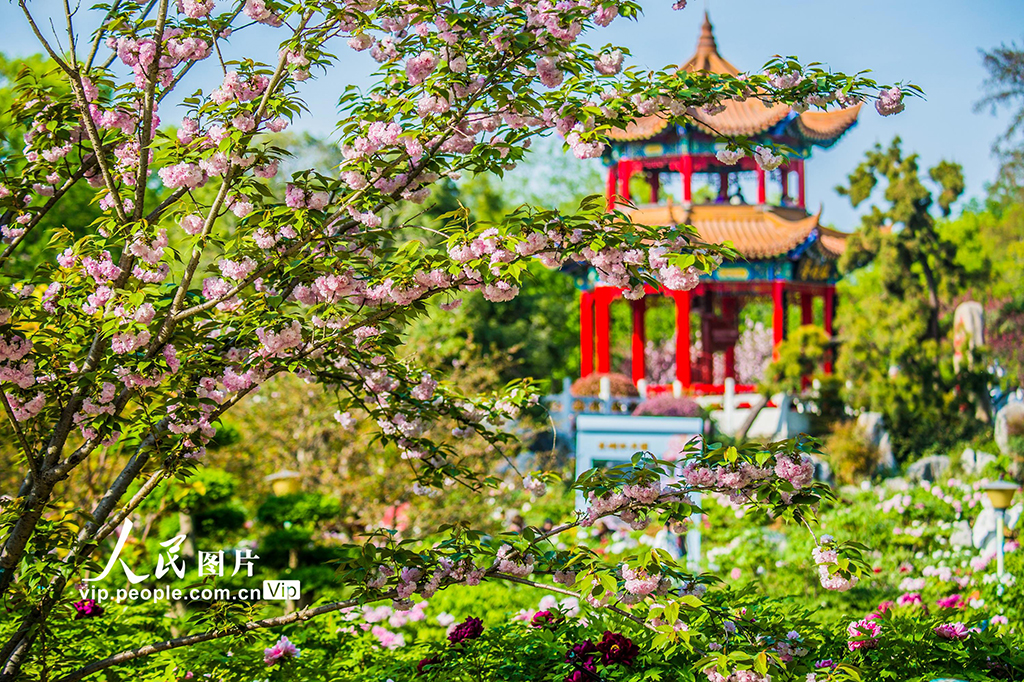湖北武汉：东湖牡丹园花团锦簇引客来【5】