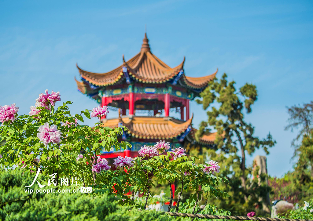 湖北武汉：东湖牡丹园花团锦簇引客来