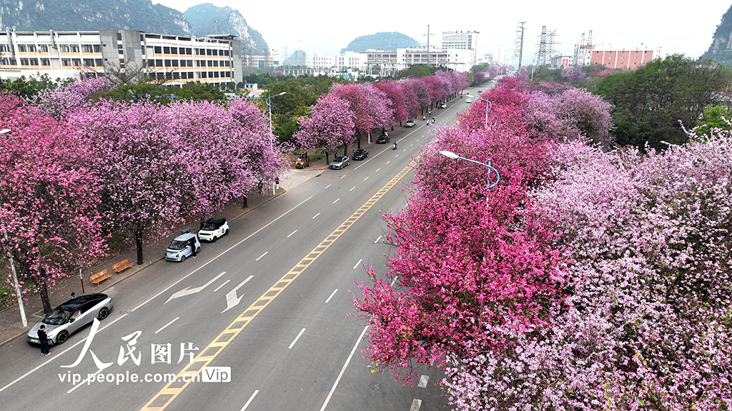 广西柳州：30万株洋紫荆迎来盛花期【2】