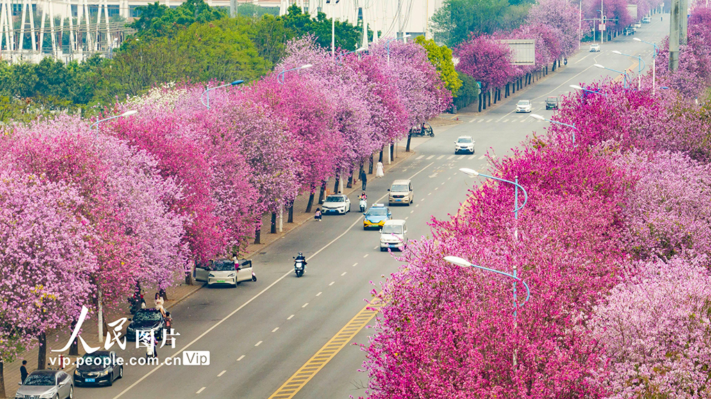 广西柳州：30万株洋紫荆迎来盛花期【3】