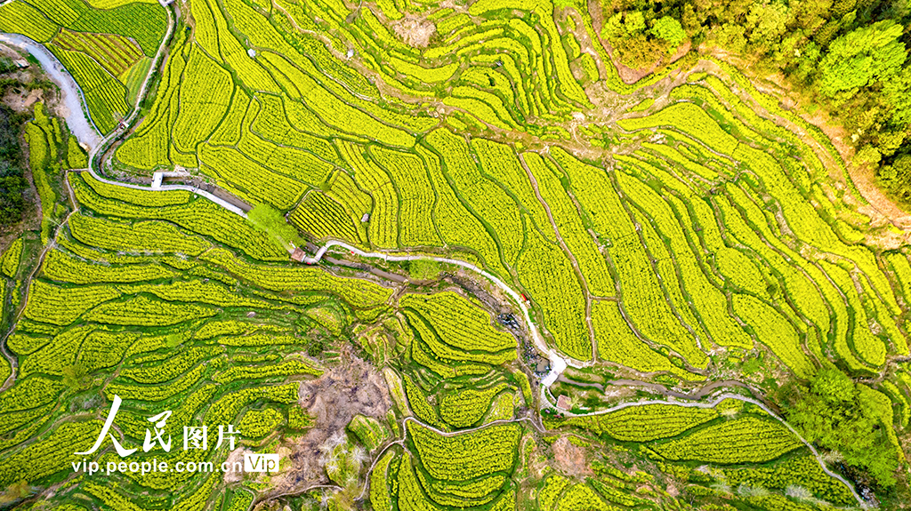 安徽黄山：灵山花海 美景如画【4】