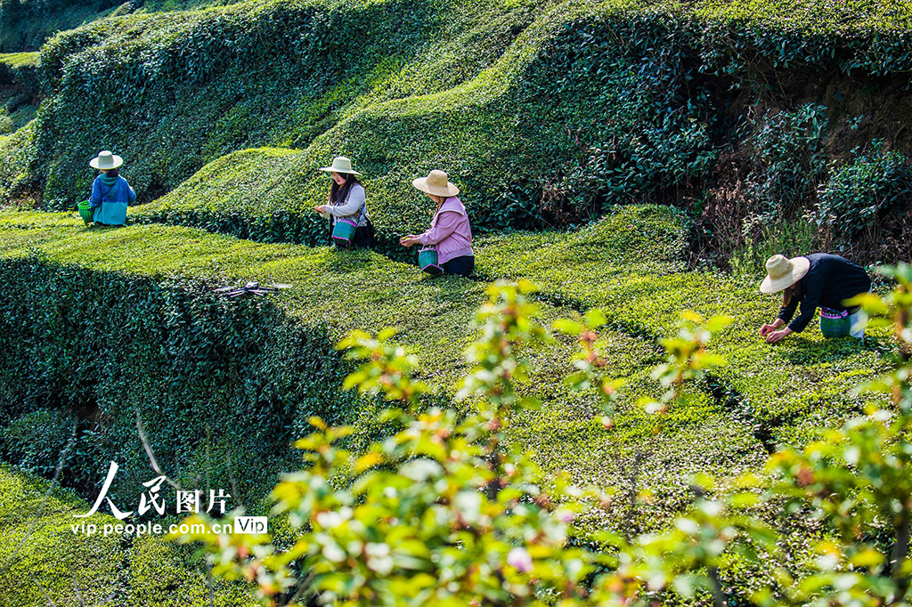 湖北英山：茶农采茶忙【5】
