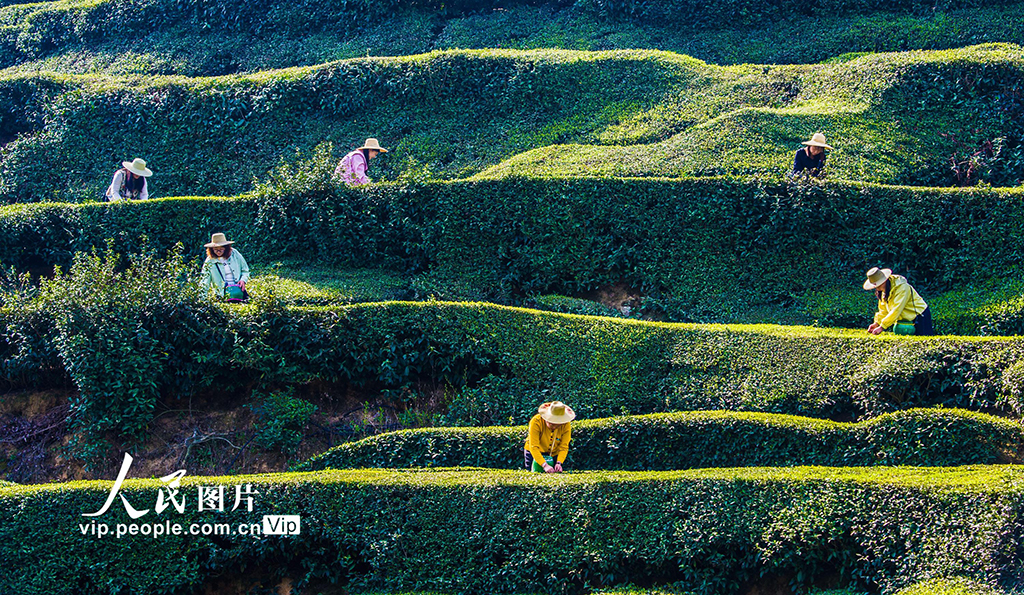 湖北英山：茶农采茶忙【3】