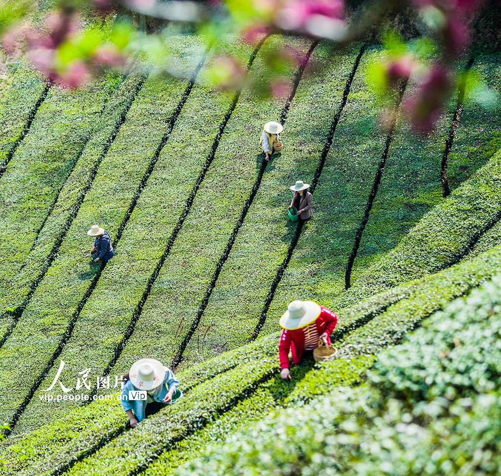 湖北英山：茶农采茶忙【6】