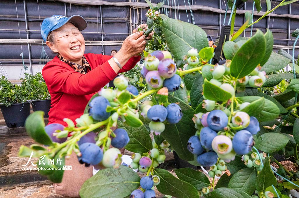 2025年4月8日，内蒙古呼和浩特市土默特左旗阿勒坦设施蔬菜基地的蓝莓温室大棚内，工人正忙碌着采摘蓝莓，准备供应市场。丁根厚摄（人民图片网）