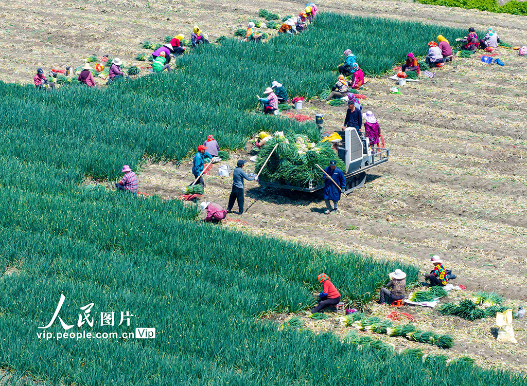 2025年4月6日，村民在江苏省高邮市甘垛镇横泾社区一家庭农场香葱种植基地收获香葱。贺敬华摄（人民图片网）