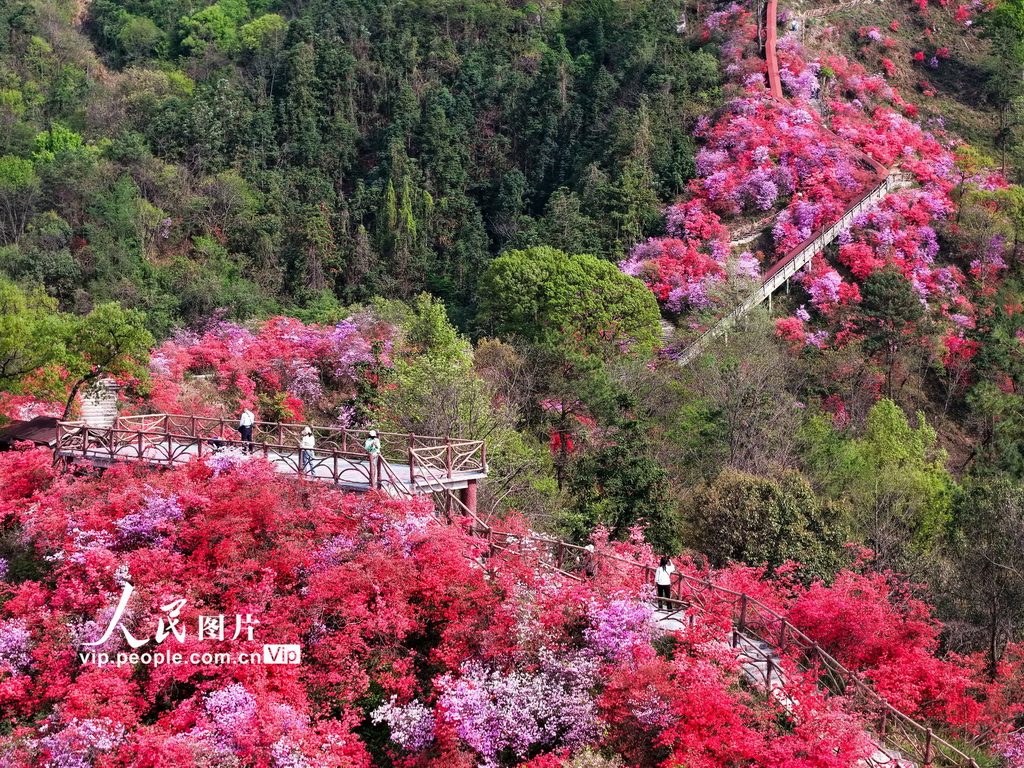 安徽岳西：杜鹃花开醉游人【3】