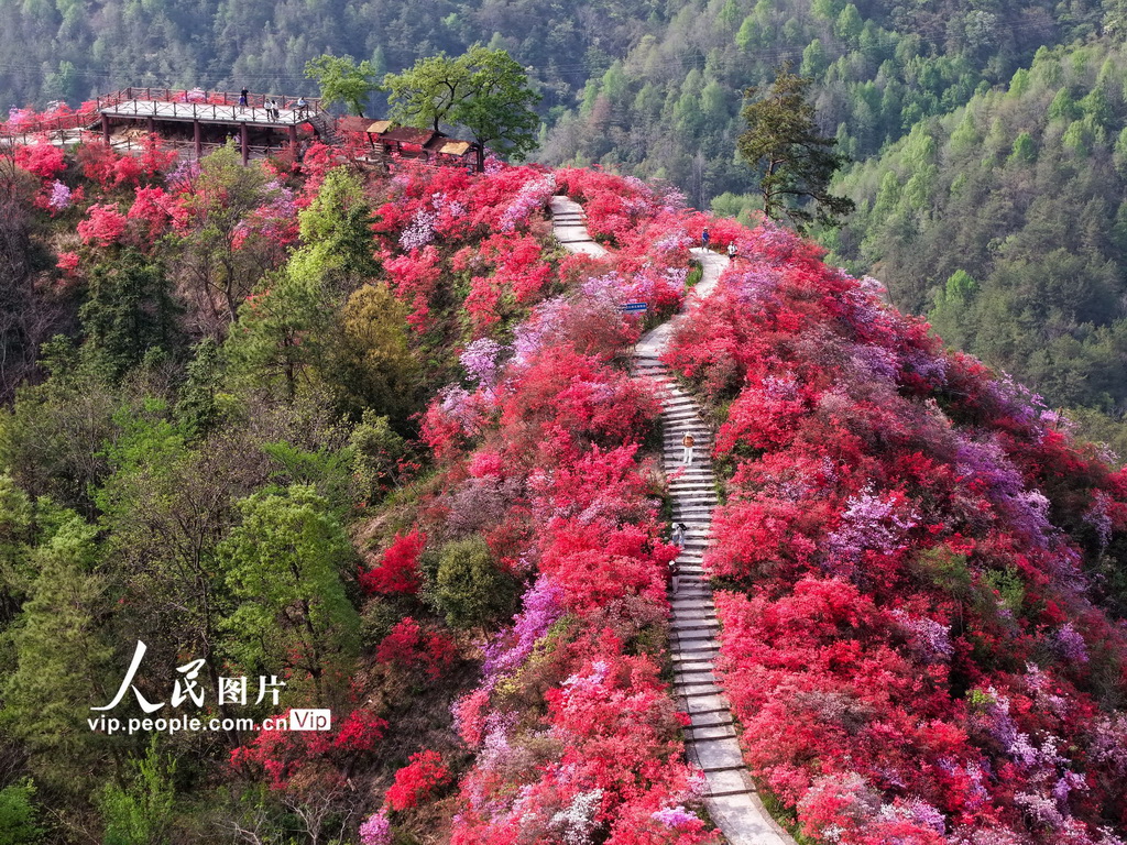 安徽岳西：杜鹃花开醉游人【4】