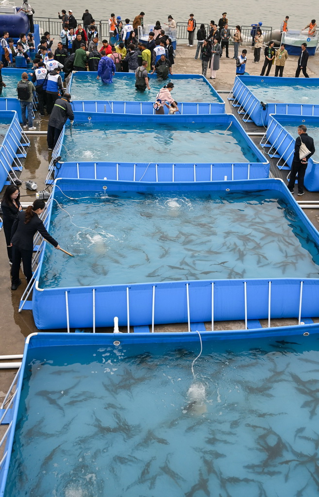 这是4月12日拍摄的中华鲟放流活动现场。