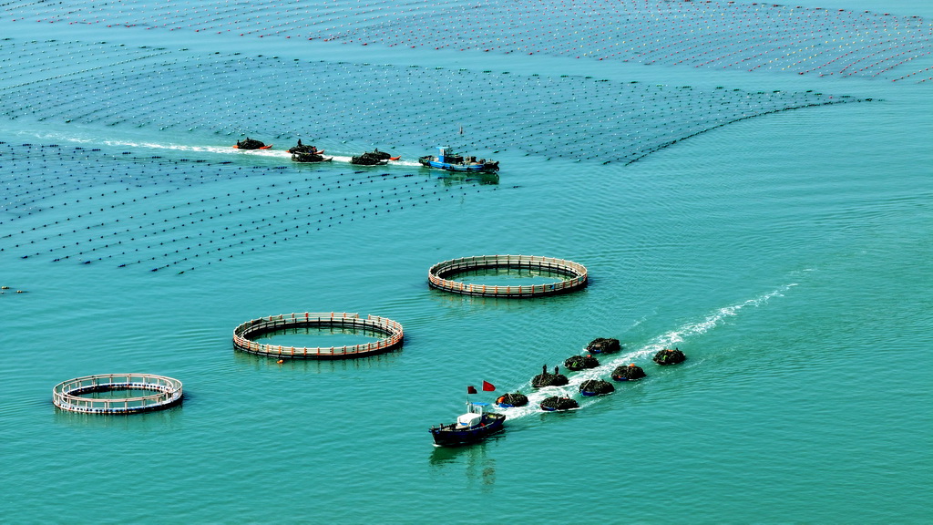 4月15日，在山东省荣成市爱伦湾海洋牧场，渔民在运送收获的海带（无人机照片）。新华社发（杨志礼摄）