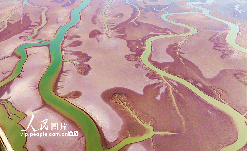 山东东营：生态湿地美如画【2】