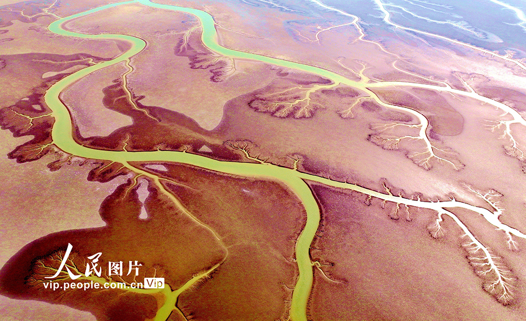山东东营：生态湿地美如画【4】