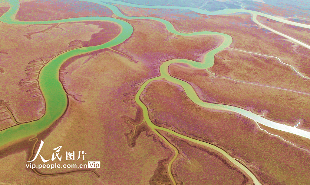 山东东营：生态湿地美如画【6】